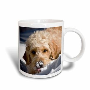 3dRose Danita Delimont – Perros – Un perro Goldendoodle – us32 zmu0068 – Zandria Muench Beraldo – Tazas, Blanco