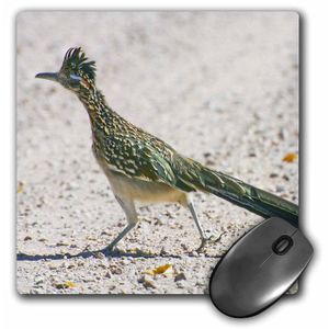 3dRose LLC 8 x 8 x 0.25 inches Mouse Pad, New Mexico Bosque del Apache Roadrunner Bird Jaynes Gallery (MP _ _ _ _ _ _ _ _ _ _ 92557 _ _ _ _ _ _ _ _ _