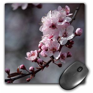 3dRose LLC 8 x 8 x 0.25 inches Mouse Pad, Pretty Cherry Blossom rama de flores (MP _ _ _ _ _ _ _ _ _ _ 130634 _ _ _ _ _ _ _ _ _ _ 1)