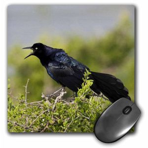 3dRose great-tailed Grackle Adult Male Bird – us44 ldi0918 Mouse Pad, 8" x 8" (MP _ _ _ _ _ _ _ _ _ _ 147021 _ _ _ _ _ _ _ _ _ _ 1)