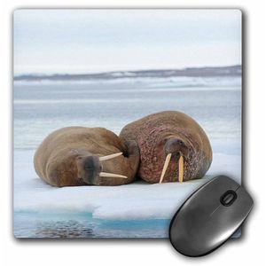 3dRose Norway Svalbard Spitsbergen Morsa Par sobre flotante Mar Hielo Mouse Pad (MP _ _ _ _ _ _ _ _ _ _ 189222 _ _ _ _ _ _ _ _ _ _ 1)