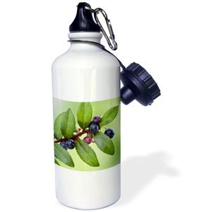 3dRose WB _ _ _ _ _ _ _ _ _ _ 190605 _ _ _ _ _ _ _ _ _ _ 1 " USA, Washington, Seabeck. Evergreen Huckleberry Planta con bayas. "Deportes botella de ag