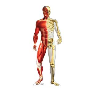 Anatomía – gráficos avanzados Life Size Cartón Standup