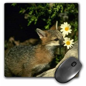 3dRose LLC 8 x 8 x 0.25 inches Mouse Pad, Gray Fox (MP _ _ _ _ _ _ _ _ _ _ 680 _ _ _ _ _ _ _ _ _ _ 1)