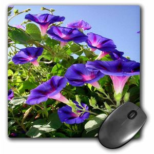 3dRose LLC 8 x 8 x 0.25 inches Mouse Pad, Deep Purple Morning Glory – plant-funnel Shaped Morning Glory Flor de escalada (MP _ _ _ _ _ _ _ _ _ _ 16748
