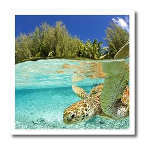 3drose ht_85139_2 tortuga marina verde bora bora polinesia francesa michele westmorland hierro en transferencia de calor para material blanco 6 por 6