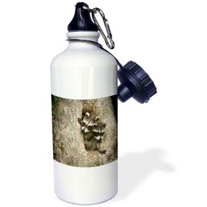 3dRose WB _ _ _ _ _ _ _ _ _ _ 190910 _ _ _ _ _ _ _ _ _ _ 1 " USA, Minnesota, Sandstone. Par de mapache en un árbol de hueco. "Deportes botella de agua