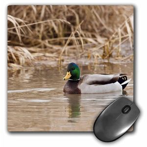 3dRose LLC 8 x 8 x 0.25 inches Mouse Pad, Oregon, cesta Descamación NWR, Mallard Drake, Pato, Rick A. Brown (MP _ _ _ _ _ _ _ _ _ _ 93943 _ _ _ _ _ _