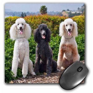 Estados Unidos, California. Tres estándar perros sentado juntos. – Cojín de mouse, 8 por 8 inches (mp _ 192360 _ 1)