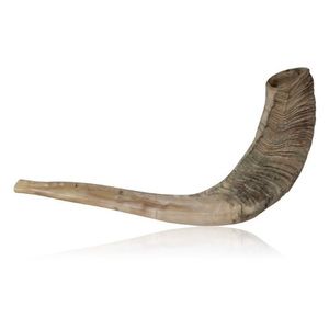 Shofar De Cuerno De Carnero Natural Con La Parte Superior...