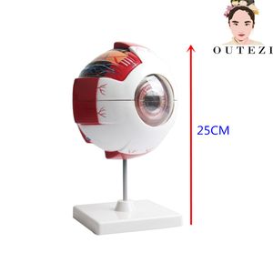 6 x gigante modelo anatómico del ojo grande globo ocular estructura modelo Enseñanza médica modelo de demostración 6.3" 5.9" 9.84"