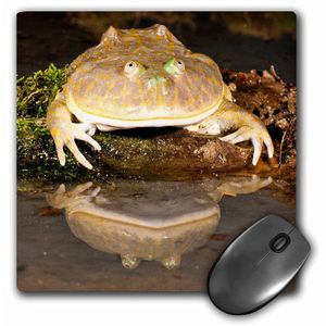 budgetts Rana, Native to Peru – Principalmente NA02 dno0937 – Alfombrilla de mouse, 8 por 8 inches (MP _ _ _ _ _ _ _ _ _ _ 140220 _ _ _ _ _ _ _ _ _ _
