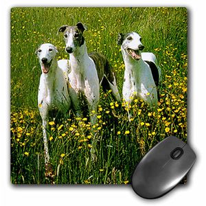 3dRose LLC 8 x 8 x 0.25 inches Mouse Pad, Greyhound (MP _ _ _ _ _ _ _ _ _ _ 483 _ _ _ _ _ _ _ _ _ _ 1)