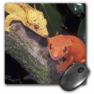 3dRose LLC 8 x 8 x 0.25 Nueva Caledonia Crested Geckos lagarto David Northcott Mouse Pad (MP _ _ _ _ _ _ _ _ _ _ 83859 _ _ _ _ _ _ _ _ _ _ 1)