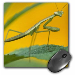 3dRose LLC 8 x 8 x 0.25 inches Mouse Pad, praying mantis – Insectos Pennsylvania EE. UU. Raymond Klass (MP _ _ _ _ _ _ _ _ _ _ 94224 _ _ _ _ _ _ _ _ _